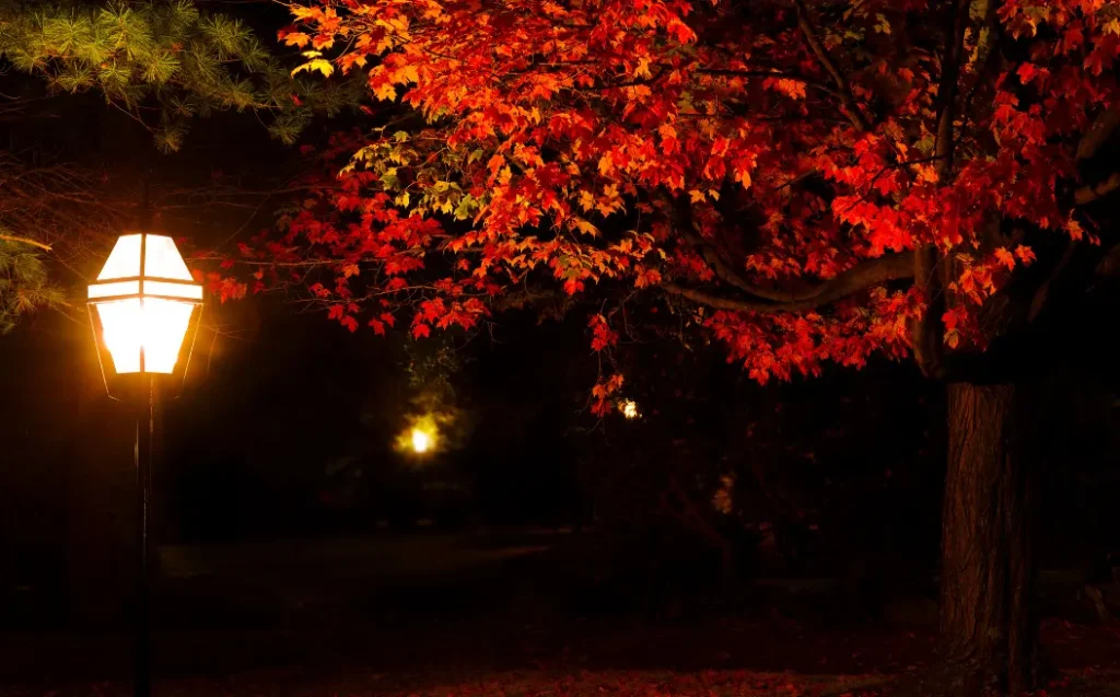 Autumn night