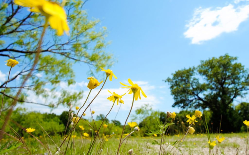Rural Texas landscape during spring season