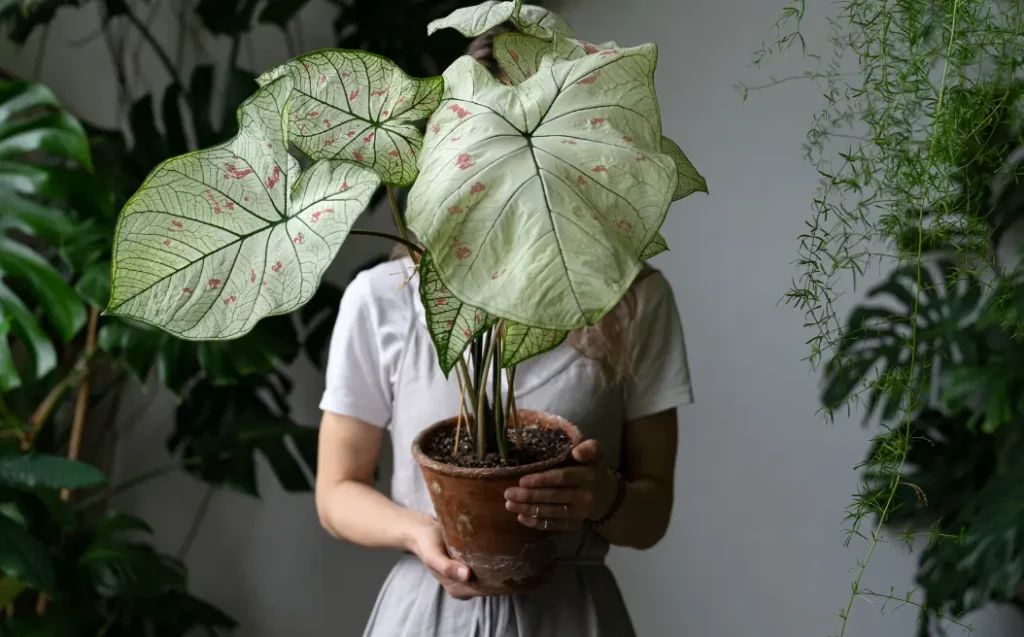 Woman Gardener Holding Houseplant